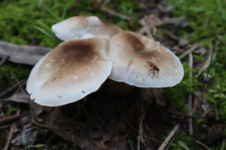 An ideal Autumn for fungi in the forest